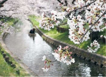 写真:桜と川の風景
